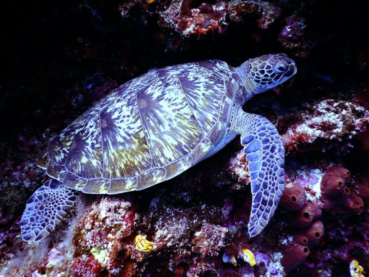 Acuario de Gnova